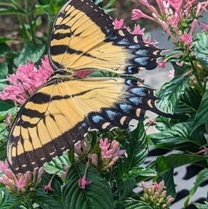 5/$20 SALE going on at this time